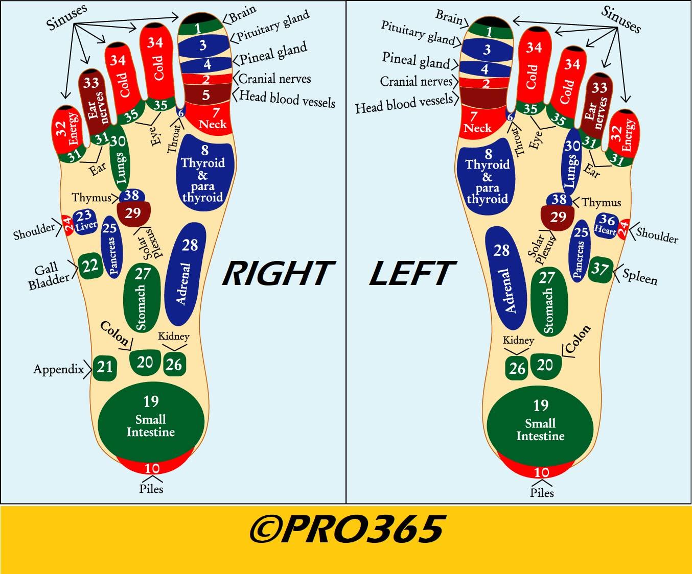 Waist Disk Acupressure Magnet Reflexology Slimming Belly 2-in-1 Belly Twister Now Exerciser (Blue) | Slimming, Reflexology & Fitness Balance Board | Pack of 1